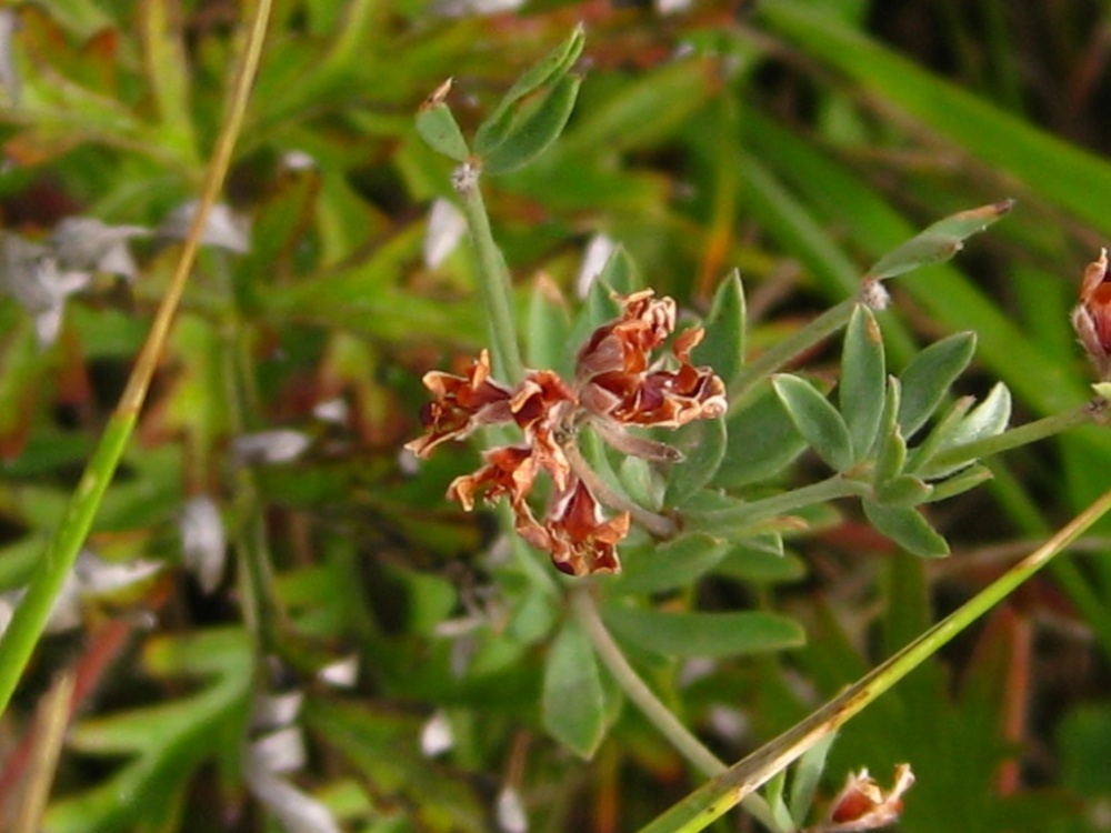 Artemisia pancicii (archív BROZ)