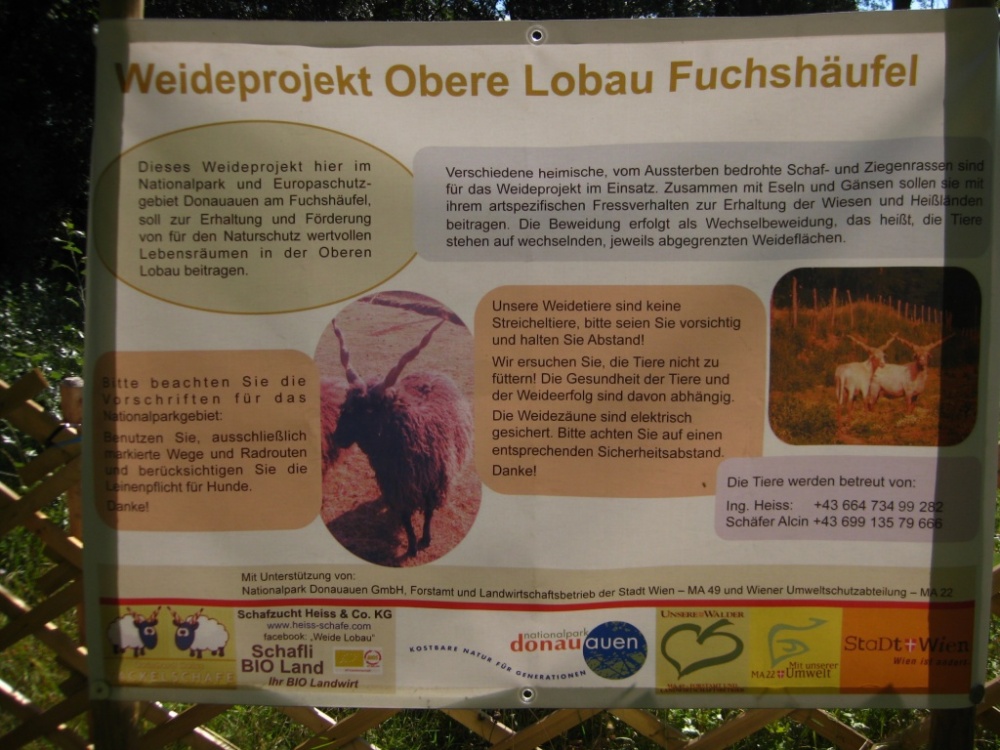 začínajúci projekt zameraný na pastevný manažment v NP Lobau - Fuchshaufel (archív BROZ)