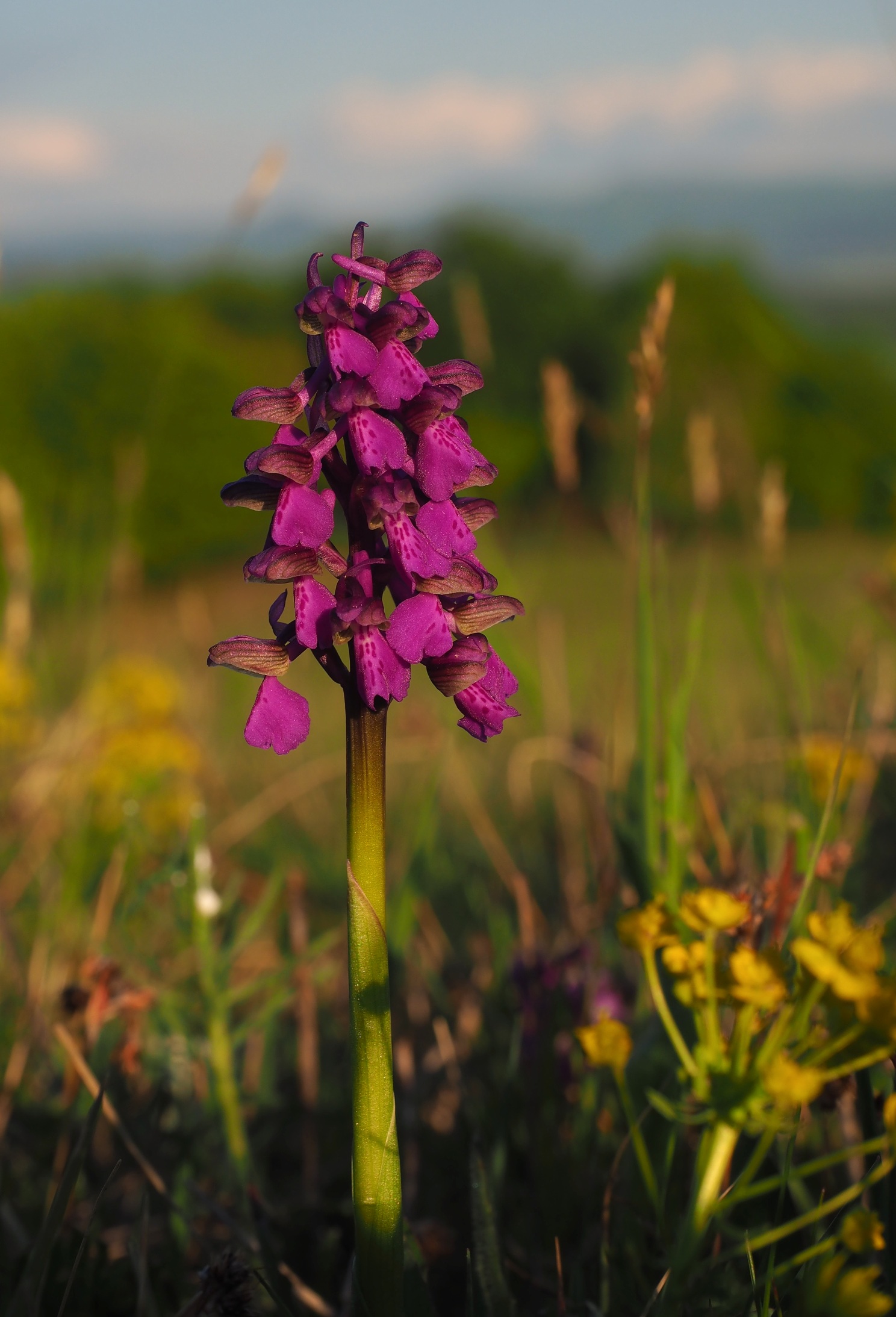 Orchidea na veľkom vrchu