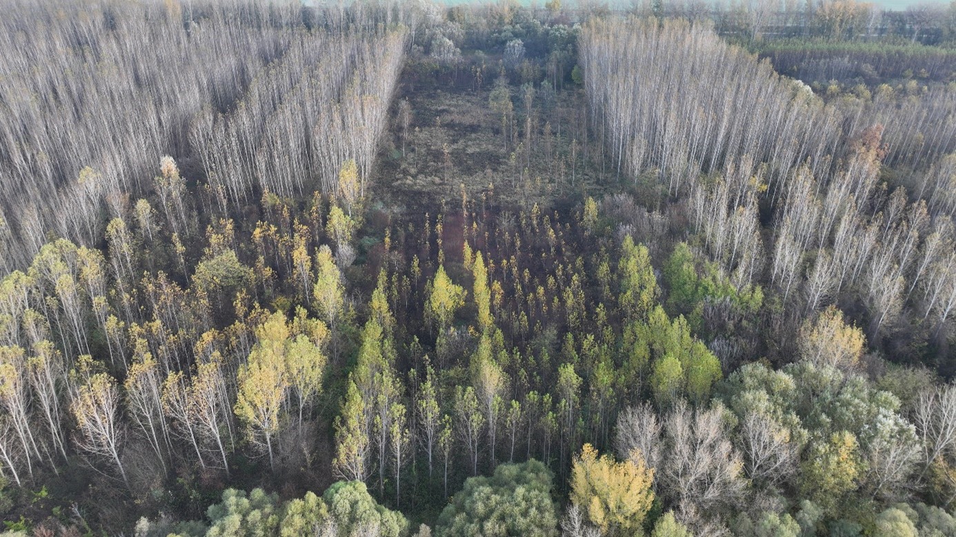 Lesné porasty vrátane nepôvodných drevín na lokalite Klížska Nemá