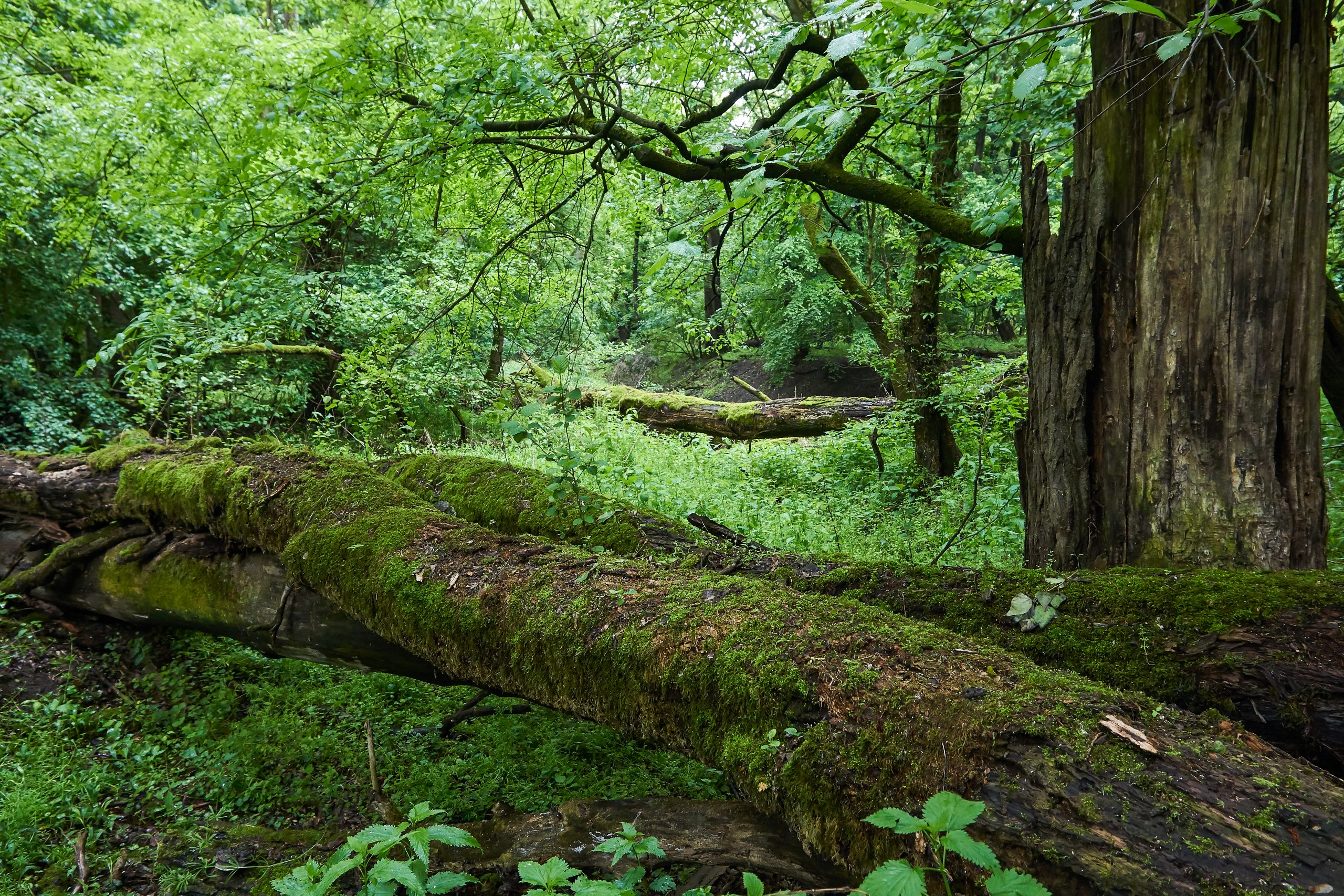 Aj mŕtve drevo zohráva v lužnom lese dôležitú úlohu – ovplyvňuje mikroklímu, je substrátom pre rast nových drevín, vo svojej hmote viaže veľké množstvo uhlíka a vyznačuje sa vysokou diverzitou druhov (foto: F. Rovný)