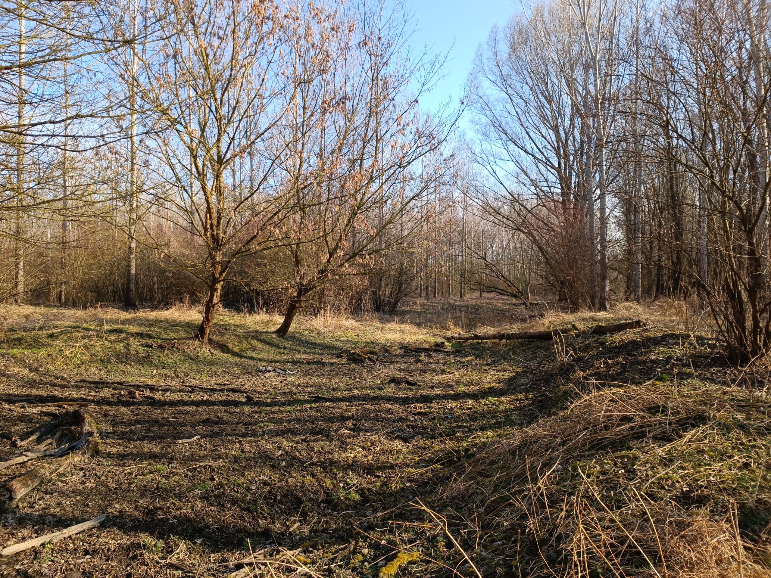 Aktuálne je koryto ramena na Kráľovekej lúke suché