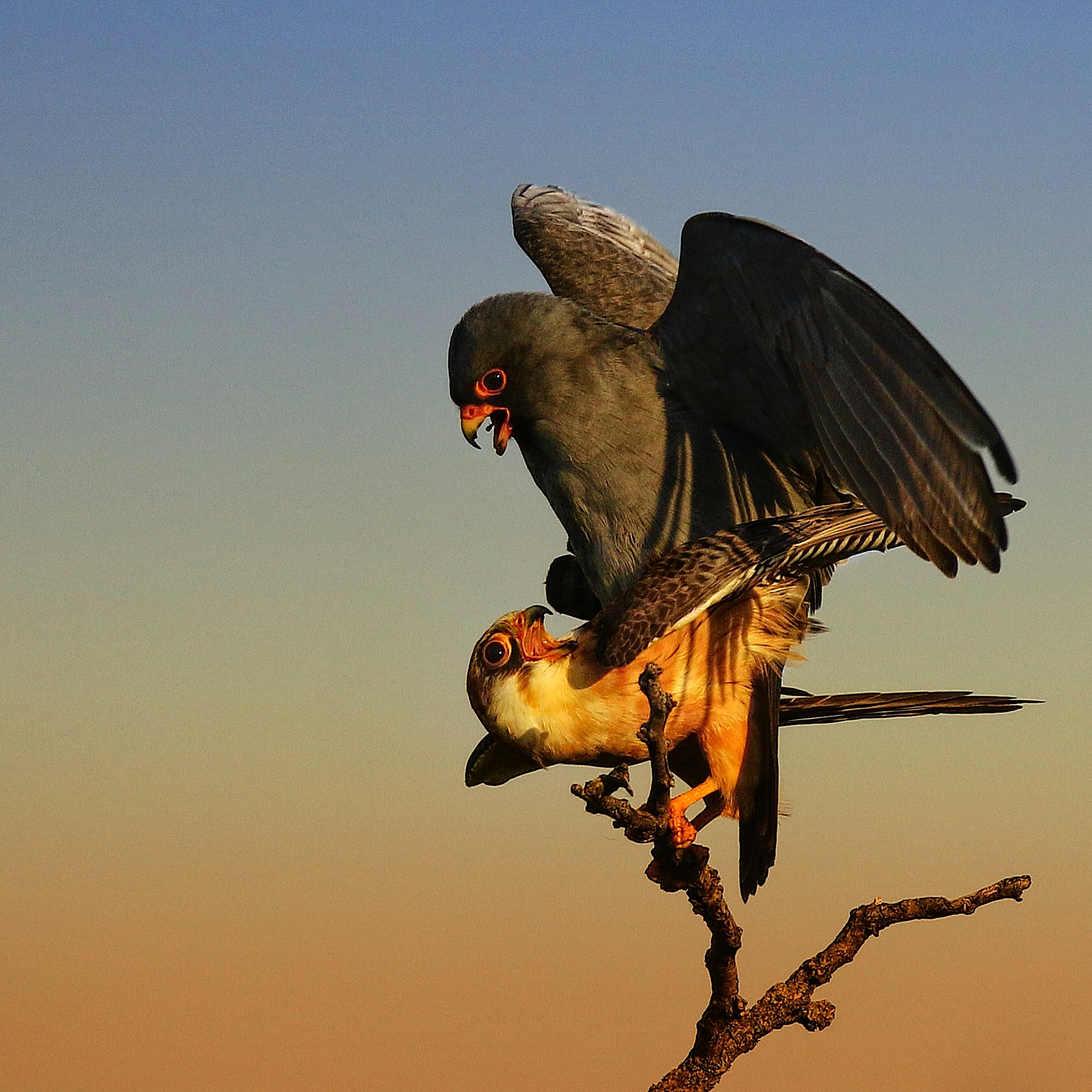sokol kobcovitý (Falco vespertinus)