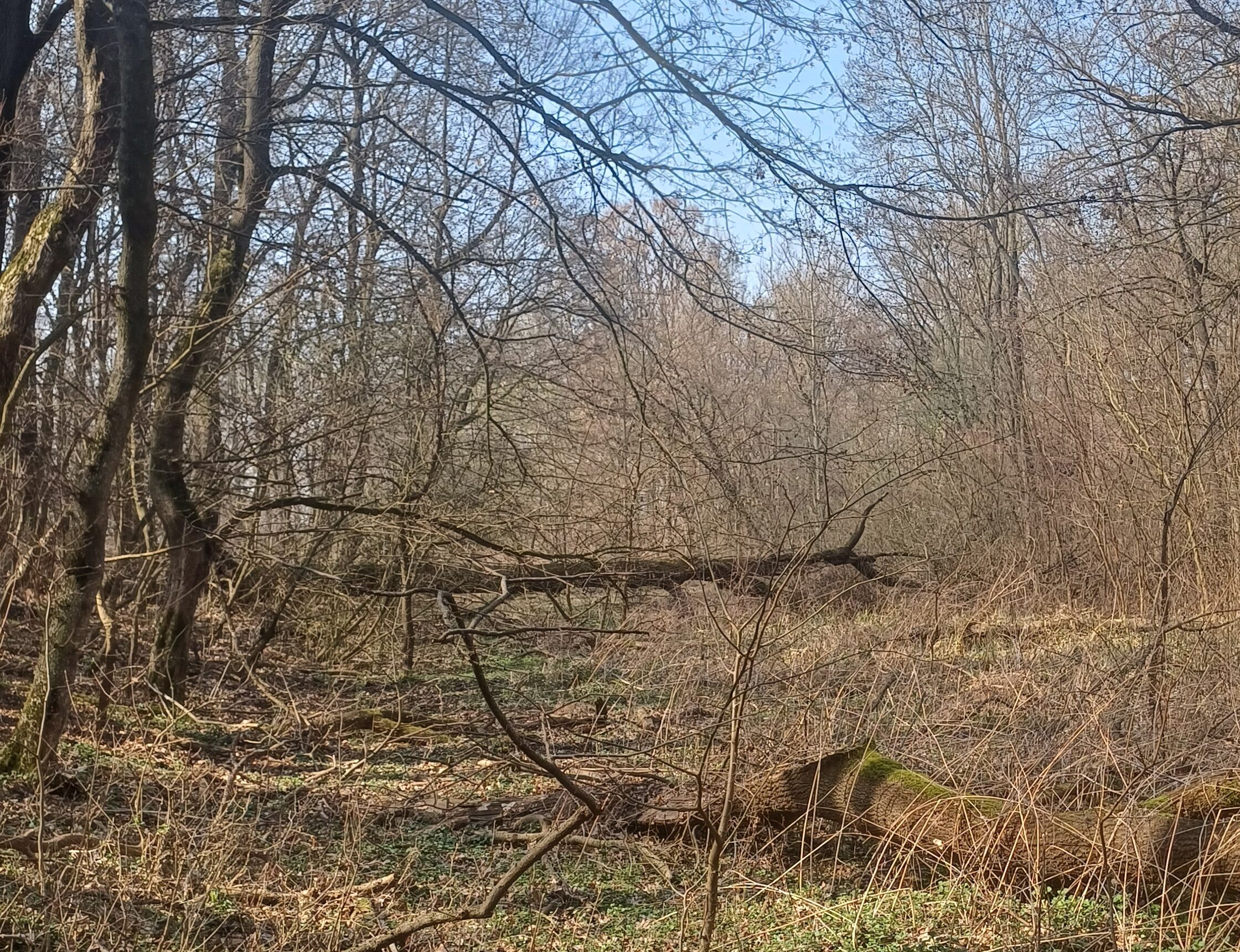 Relikt ramena na lokalite Bogdalický vrch