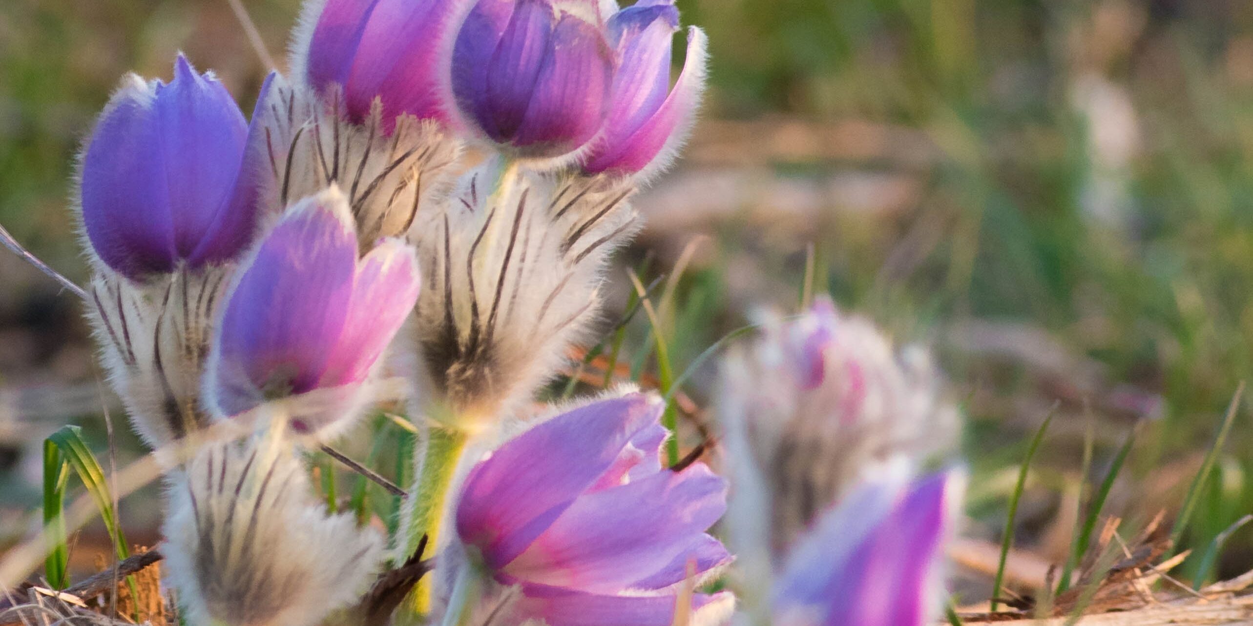 Poniklec veľkokvetý (Pulsatilla grandis)