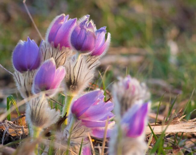 Poniklec veľkokvetý (Pulsatilla grandis)