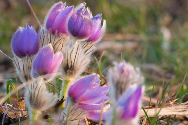 Poniklec veľkokvetý (Pulsatilla grandis)