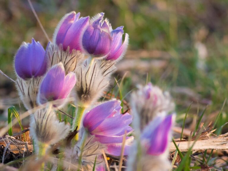 Poniklec veľkokvetý (Pulsatilla grandis)