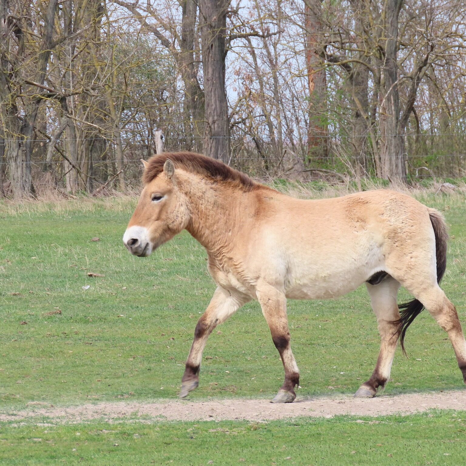 Kôň Przewalski