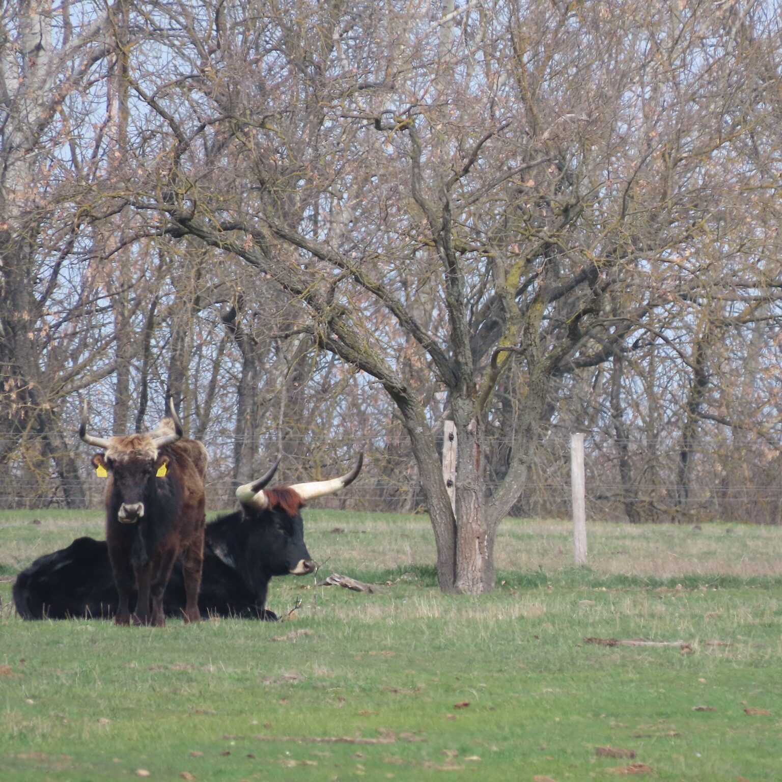 Spätne vyšľachtené plemeno pratura