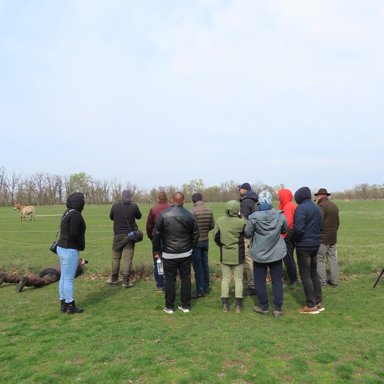 Ukážka ako pôvodné plemená zvierat spásajú stepi