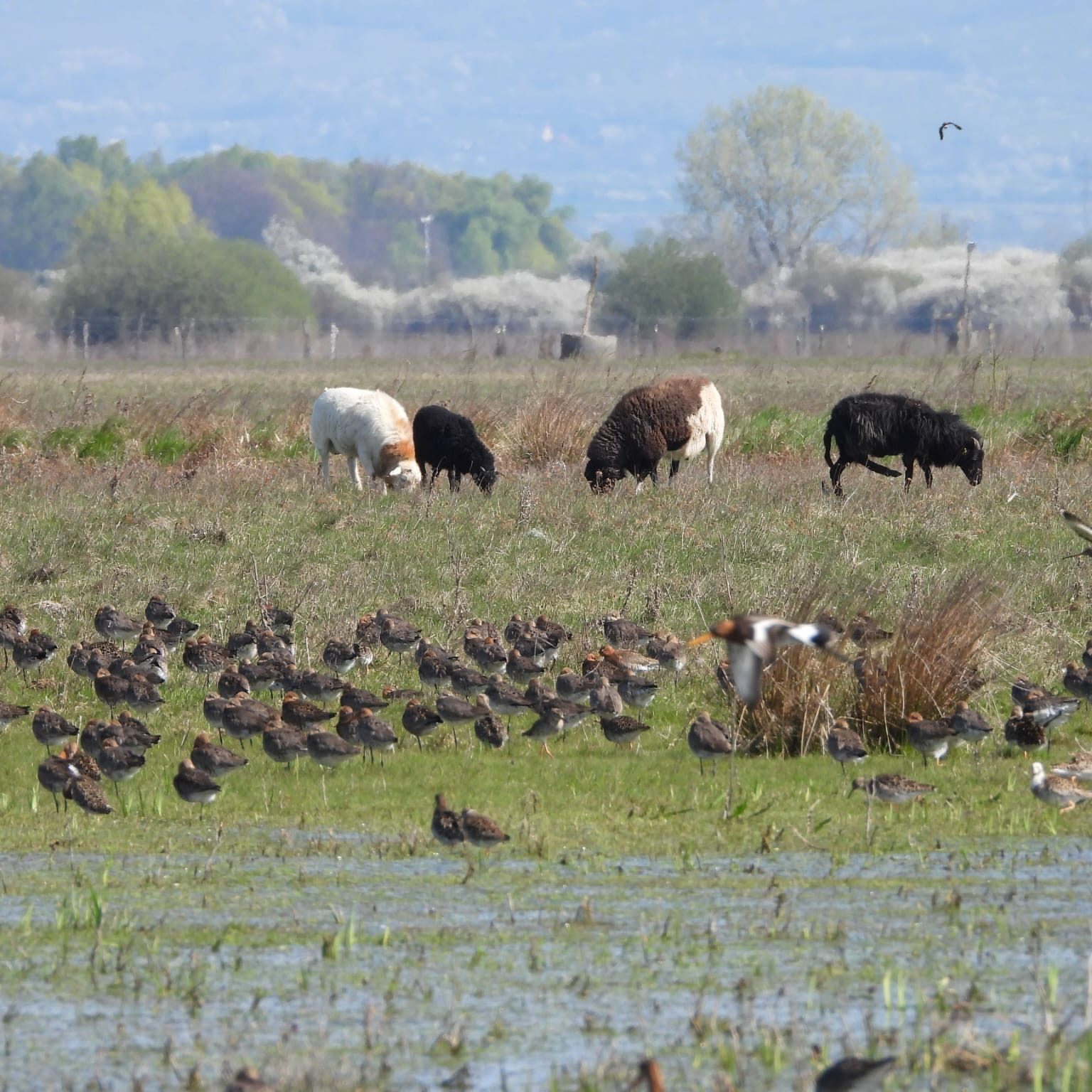 kŕdel brehárov čiernochvostých (Limosa limosa)