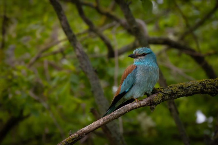 Krakľa belasá (Coracias garrulus)