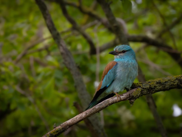 Krakľa belasá (Coracias garrulus)