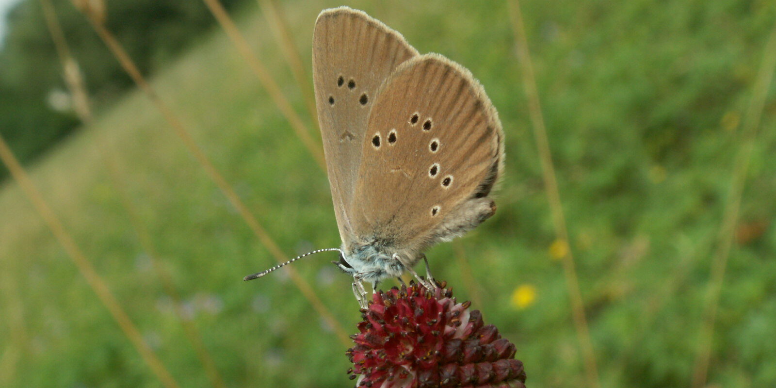 Phengaris nasithous